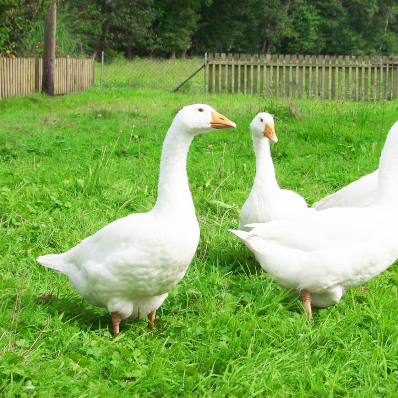 Mastküken kaufen bayern