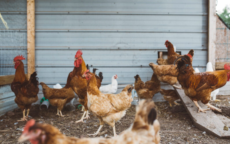 chicks