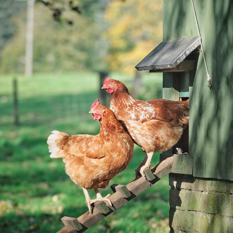 Two hens standing on a wooden ladder outside their henhouse.