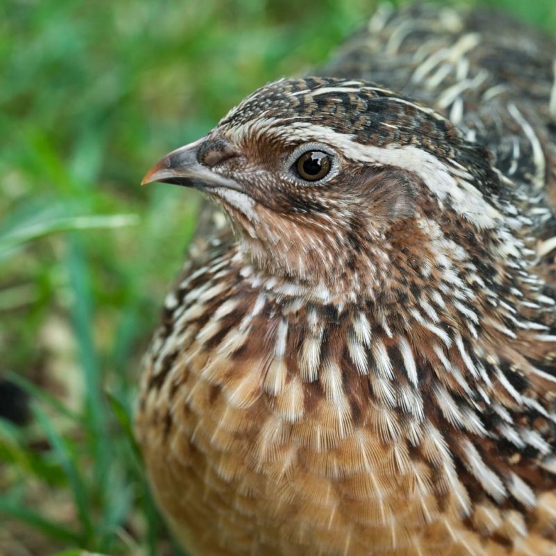 Beautiful male Common Quail (Coturnix coturnix) close up.