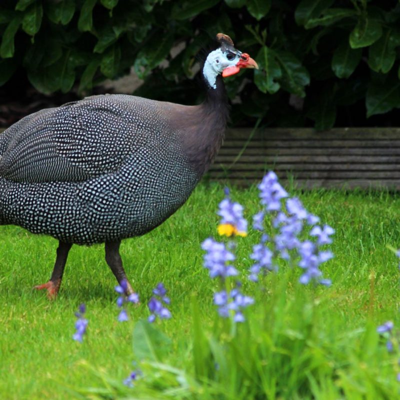 Photo showing a Pearl Gray guinea fowl strutting around a domestic garden amongst dandelions and bluebells.  This picture was taken on a sunny spring day, when a group of guinea fowl were enjoying the fine weather and making lots of noise calling to each other.