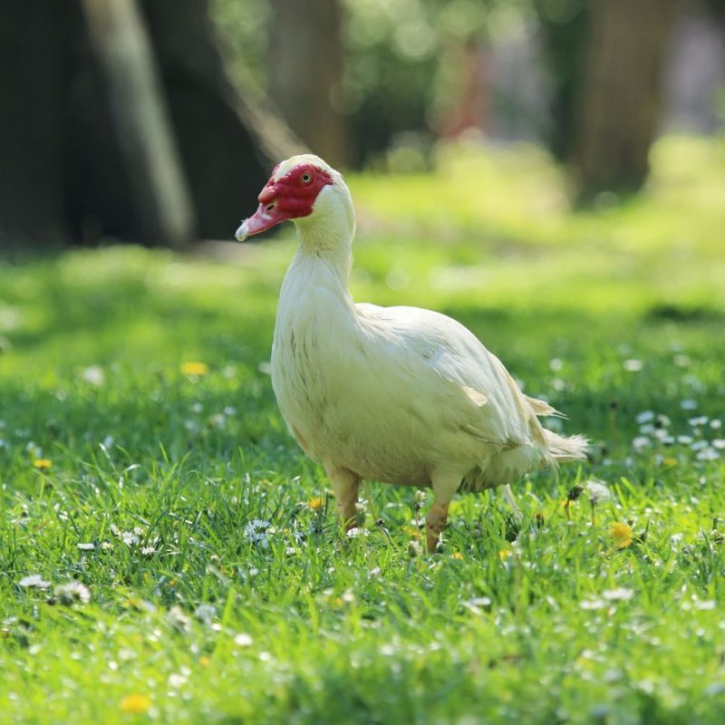 Muscovy duck