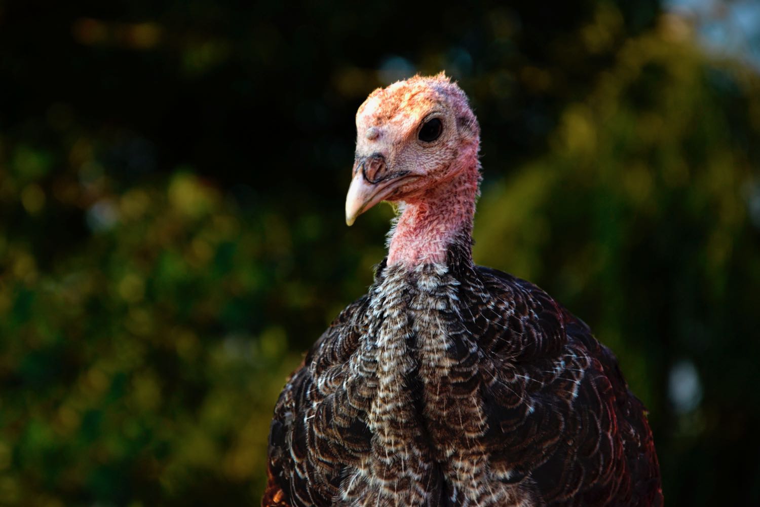 Puten Geflügelzucht Schulte