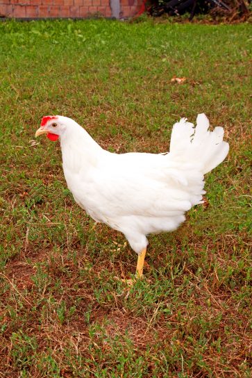 Weiße Hühner