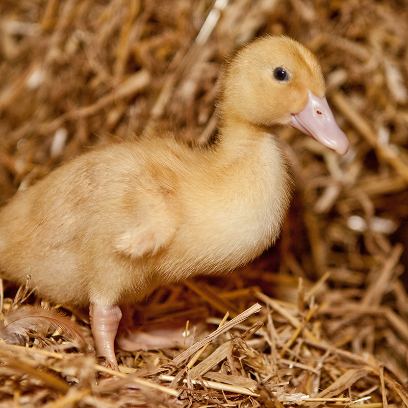 Daenen-Ente-Schulte