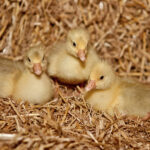 Gans-Geluegel-Schulte-00001
