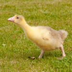 Gans-Geluegel-Schulte-00002